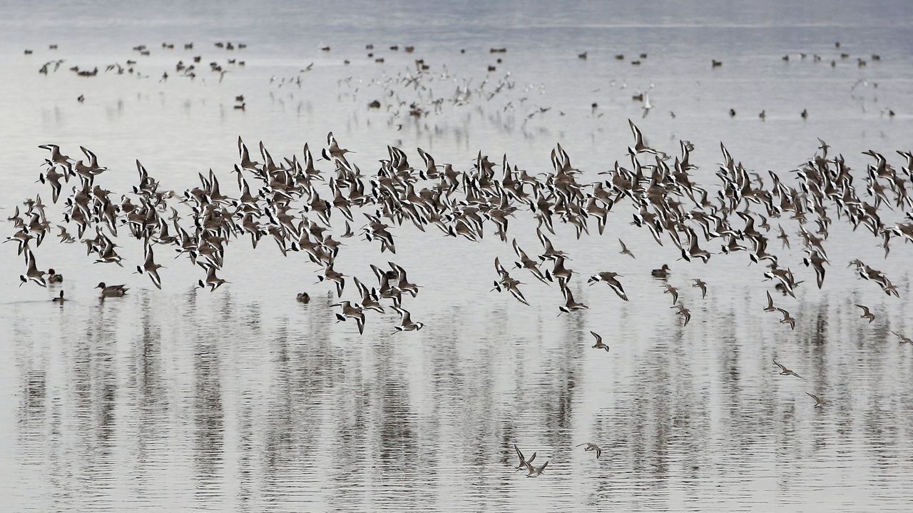 Observar aves en el itsmo de A Lanzada