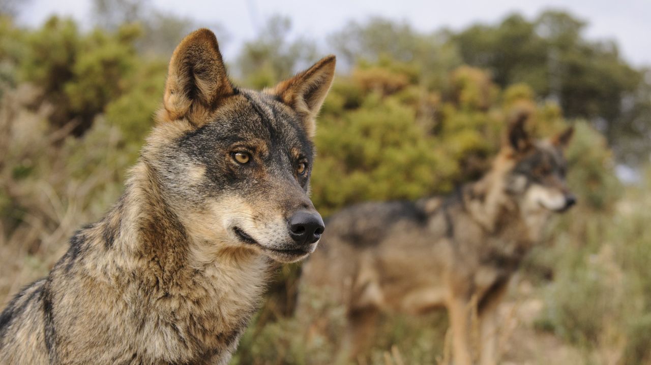 Facultad Biologia.Imagen de un lobo ib�rico
