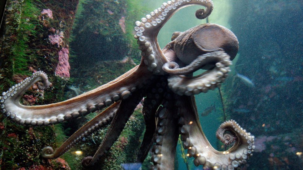 La vida secreta de una larva de pulpo