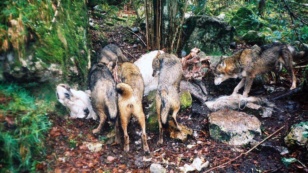 Una manada de lobos come de una carroña.