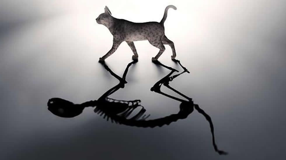 &iquest;Qu&eacute; explica el gato de Schr&ouml;dinger?