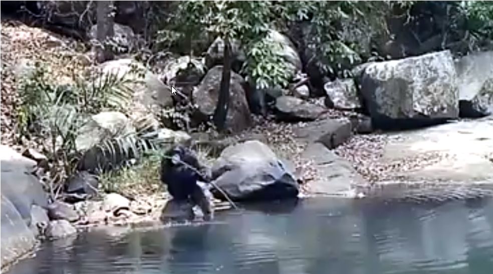 Estos chimpanc&eacute;s se van de pesca