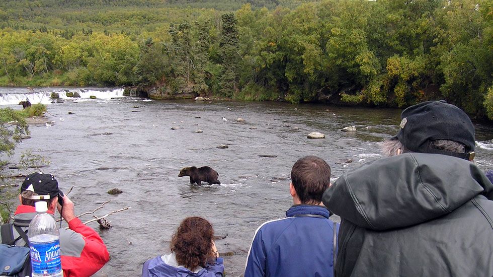 Turismo de avistamiento de osos en Estados Unidos