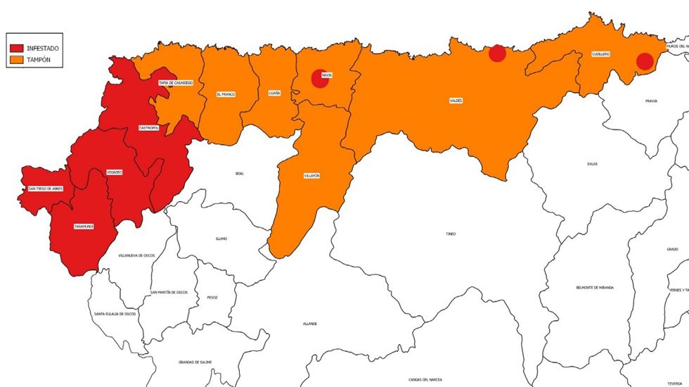 Concejos infestados y zonas tampón por la plaga de la polilla guatemalteca en Asturias