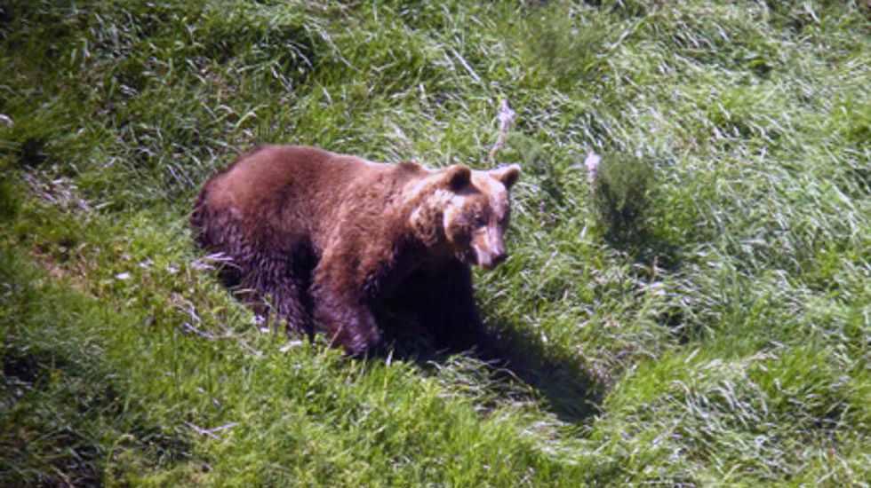 Un oso pardo cantábrico