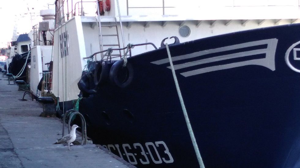 Gaviota junto a un pesquero en Avilés