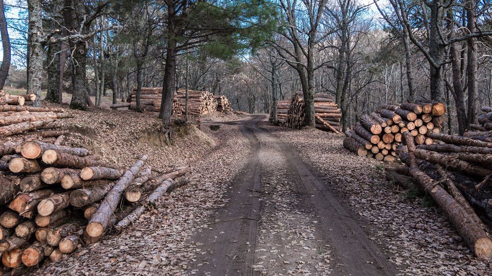 Madera de castaño