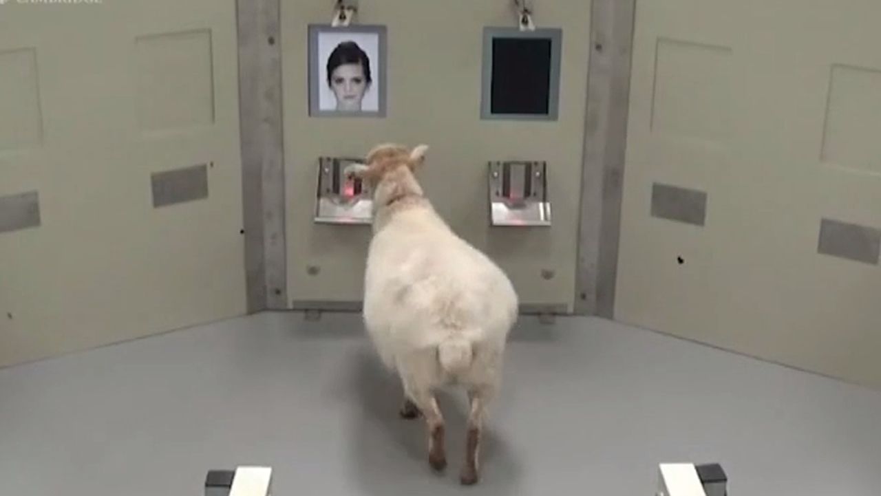 El v&iacute;deo que demuestra que las ovejas pueden reconocer caras humanas