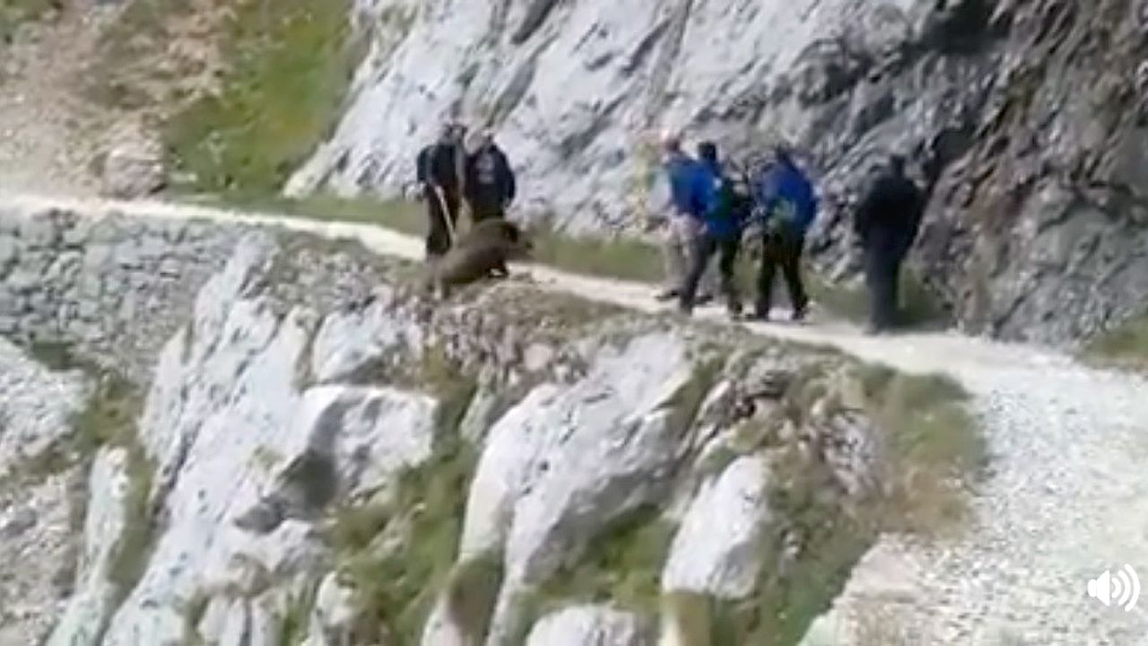 Despe&ntilde;an a un jabal&iacute; en el Cares