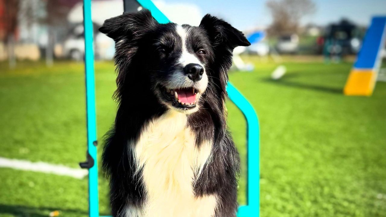 &laquo;Chloe&raquo;, en la clasificatoria para el World Agility Open