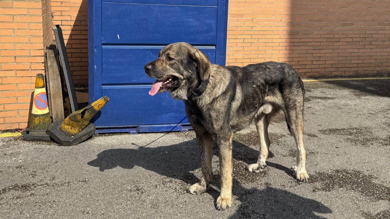 &laquo;Pancho&raquo;, el perro abandonado en Castrill&oacute;n