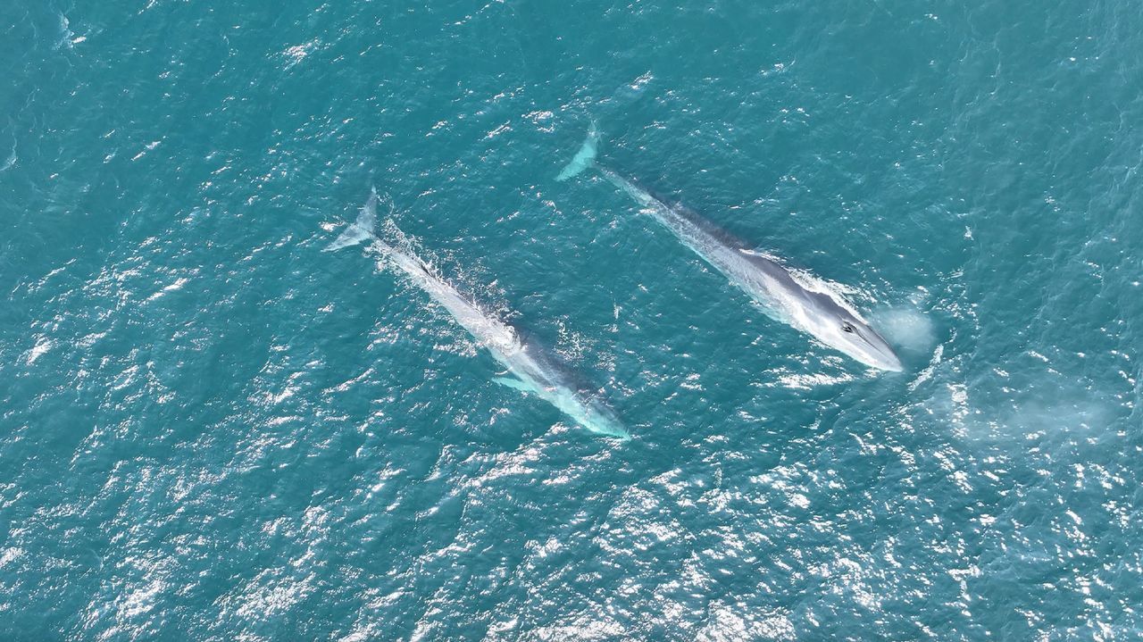 Ballenas en aguas de las R&iacute;as Baixas