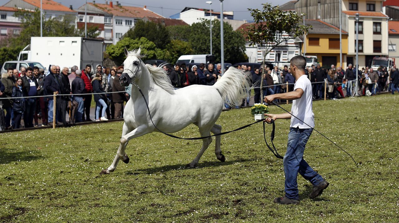 Feria caballar en las Fiestas de San Marcos 2019