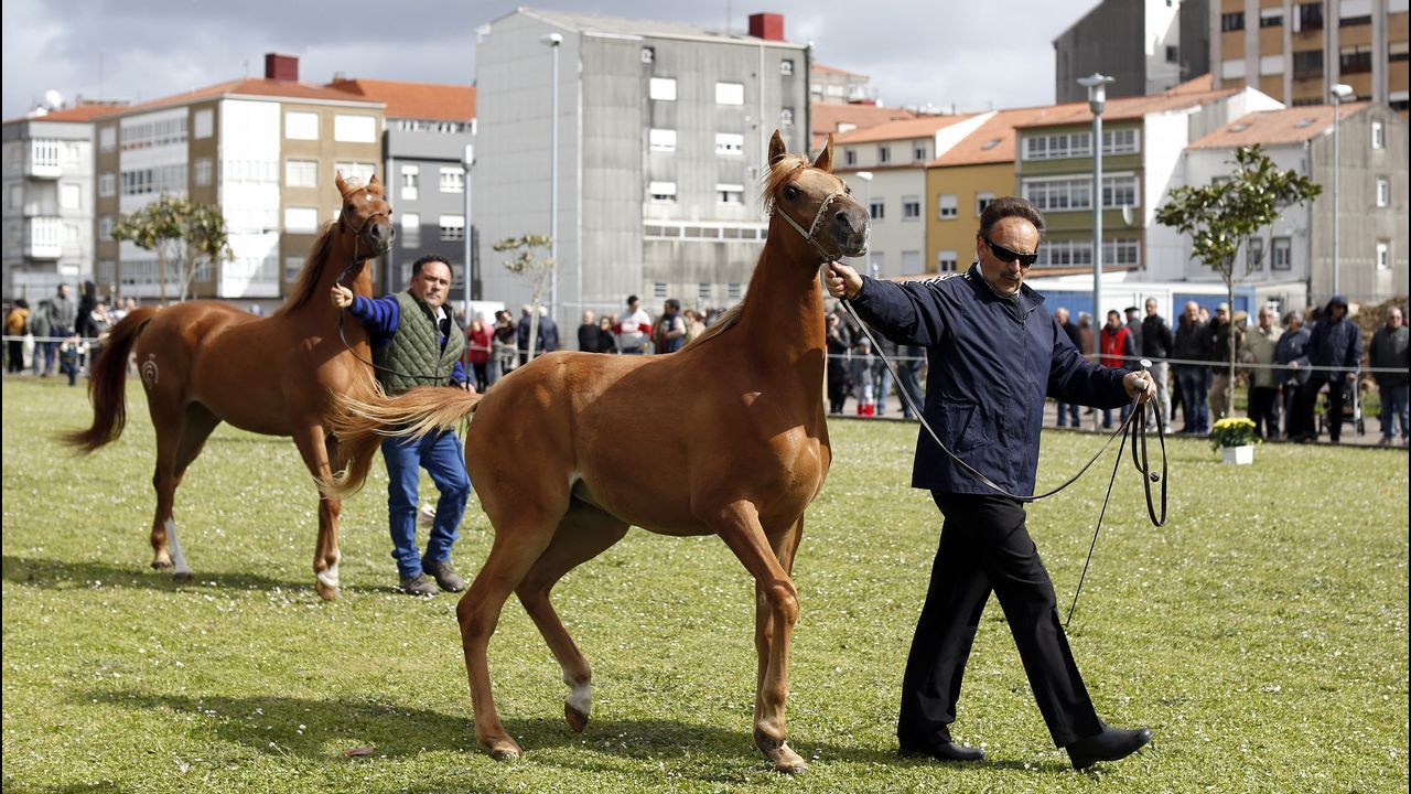 Feria caballar en las Fiestas de San Marcos 2019
