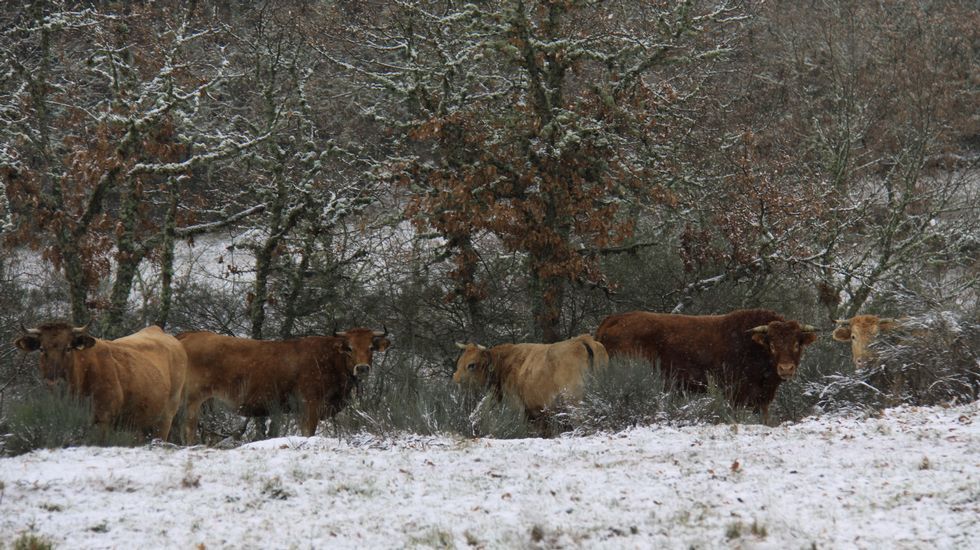 Nieve en A Pobra de Trives (Ourense)