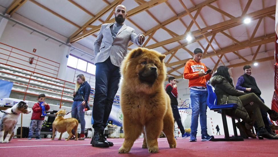 III Exposición Internacional Canina de Ponte Caldelas