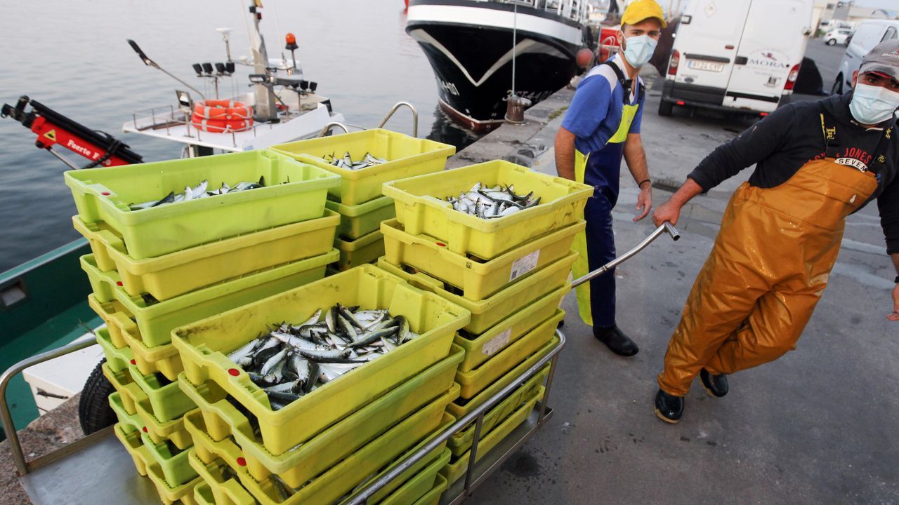 Pesca de sardina para San Juan.