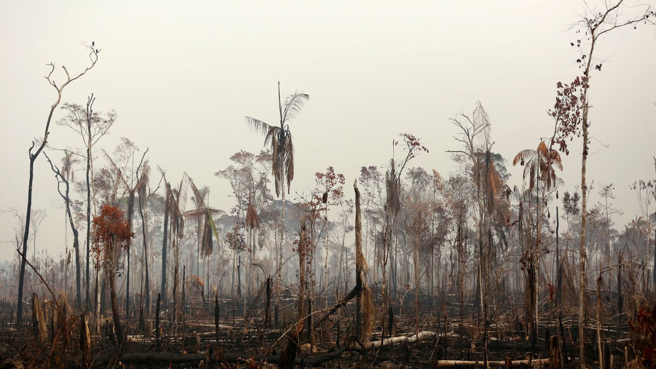 Imagen del Amazonas en Brasil