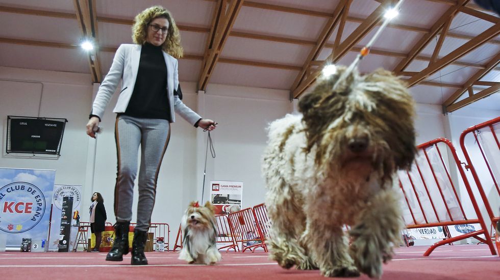 III Exposición Internacional Canina de Ponte Caldelas