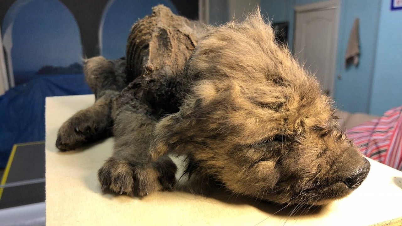 Dogor, un cachorro de lobo de 18.000 a�os procedente de Yakutia que se incluy� en el estudio