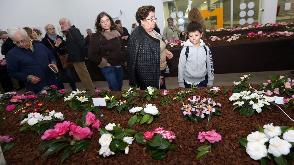 Exposición de la camelia en Boiro