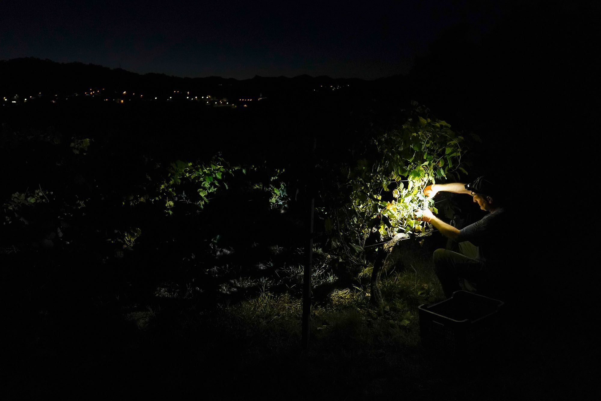 A tendencia da vendima nocturna en Esposende. O Ribeiro. 13/09/2024