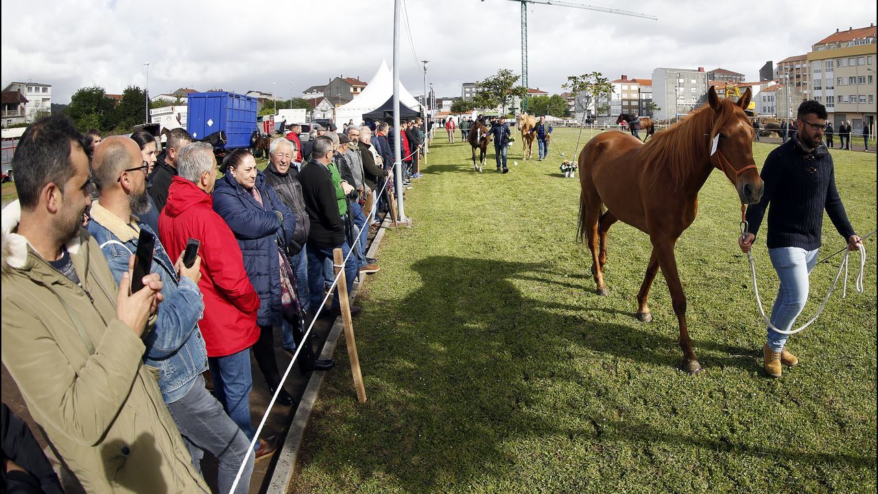 Feria caballar en las Fiestas de San Marcos 2019