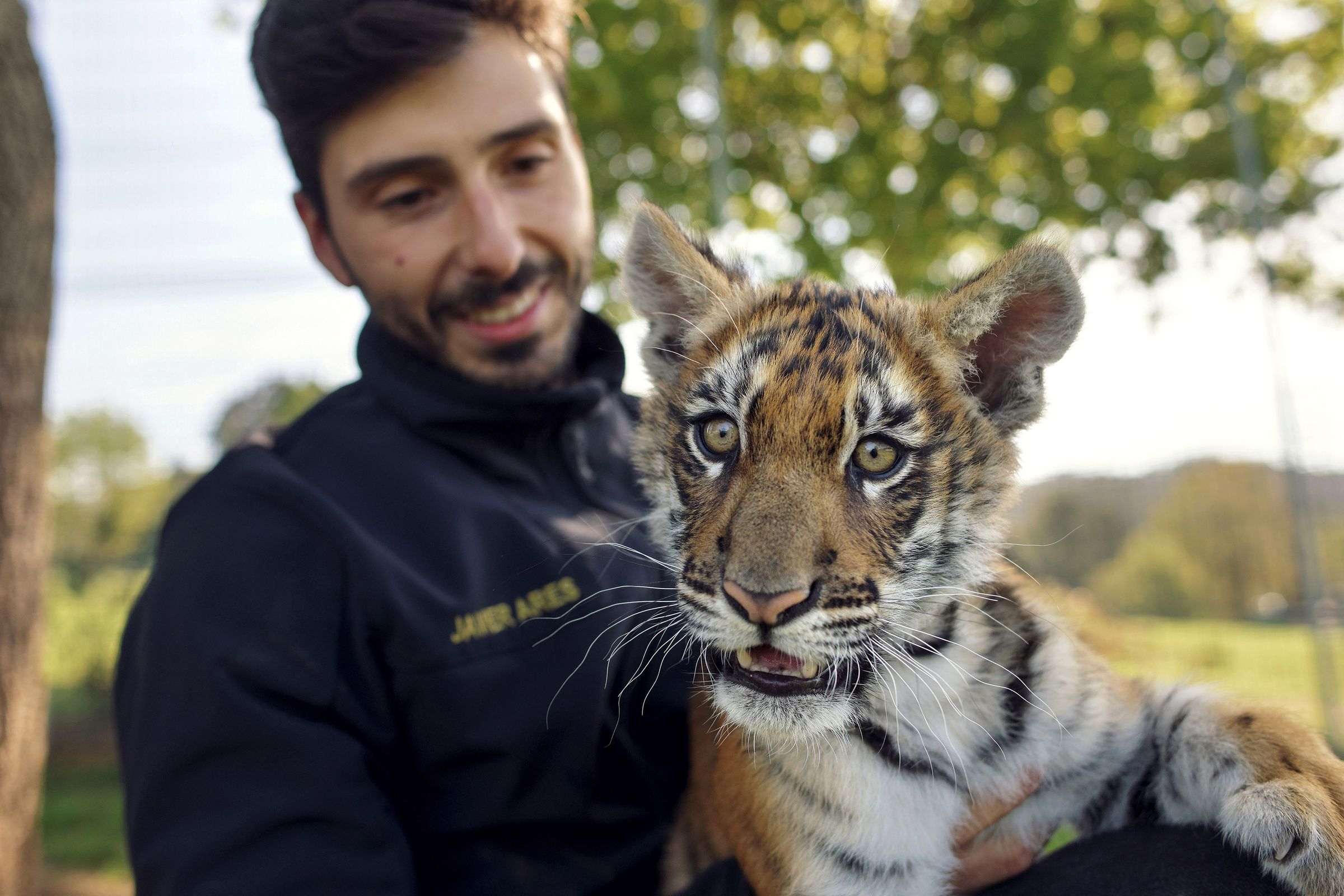 Greta, a tigresa rexeitada ao nacer pola s�a nai e por outros centros de fauna, leva tres meses recuper�ndose en Corax, o centro de rescate de fauna salvaxe de Paderne, donde logrou sobrevivir. 10/04/2024