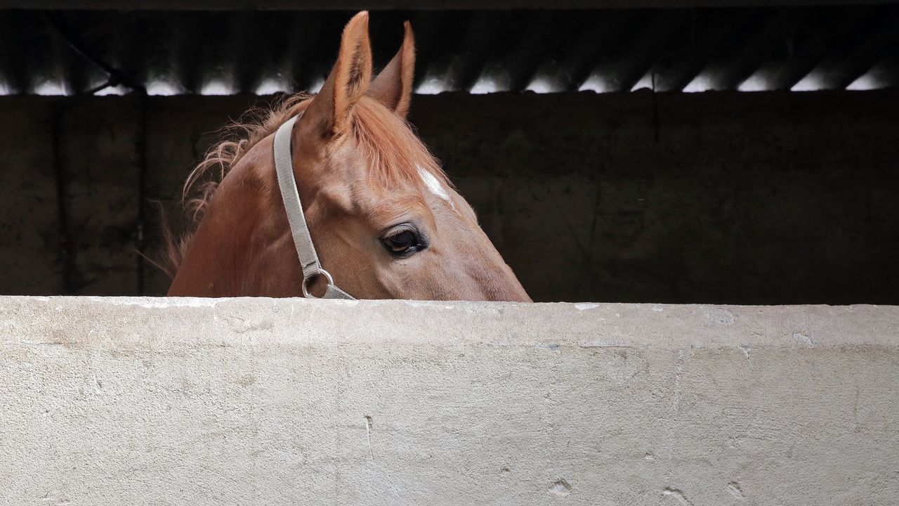 Un caballo en un establo en Meaño