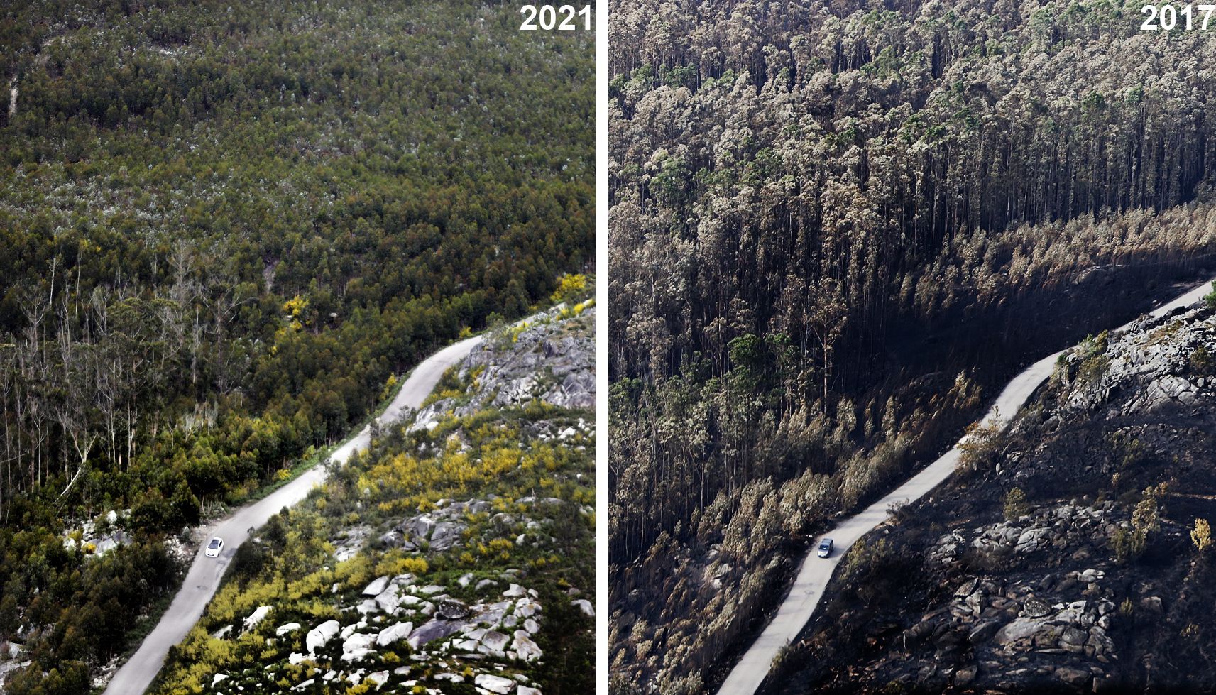 El suelo de los montes de Vigo vuelven a latir. La tierra repone su estructura y drenaje. Estas dos fotos del monte de O Galieiro, en Vigo, fueron tomadas con tres aos y medio de diferencia. Muestran el antes y despues tras la ola de incendios del 2017 que arras 18.484 hectreas de monte en el sur de la provincia de Pontevedra.