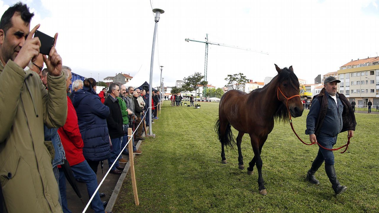 Feria caballar en las Fiestas de San Marcos 2019