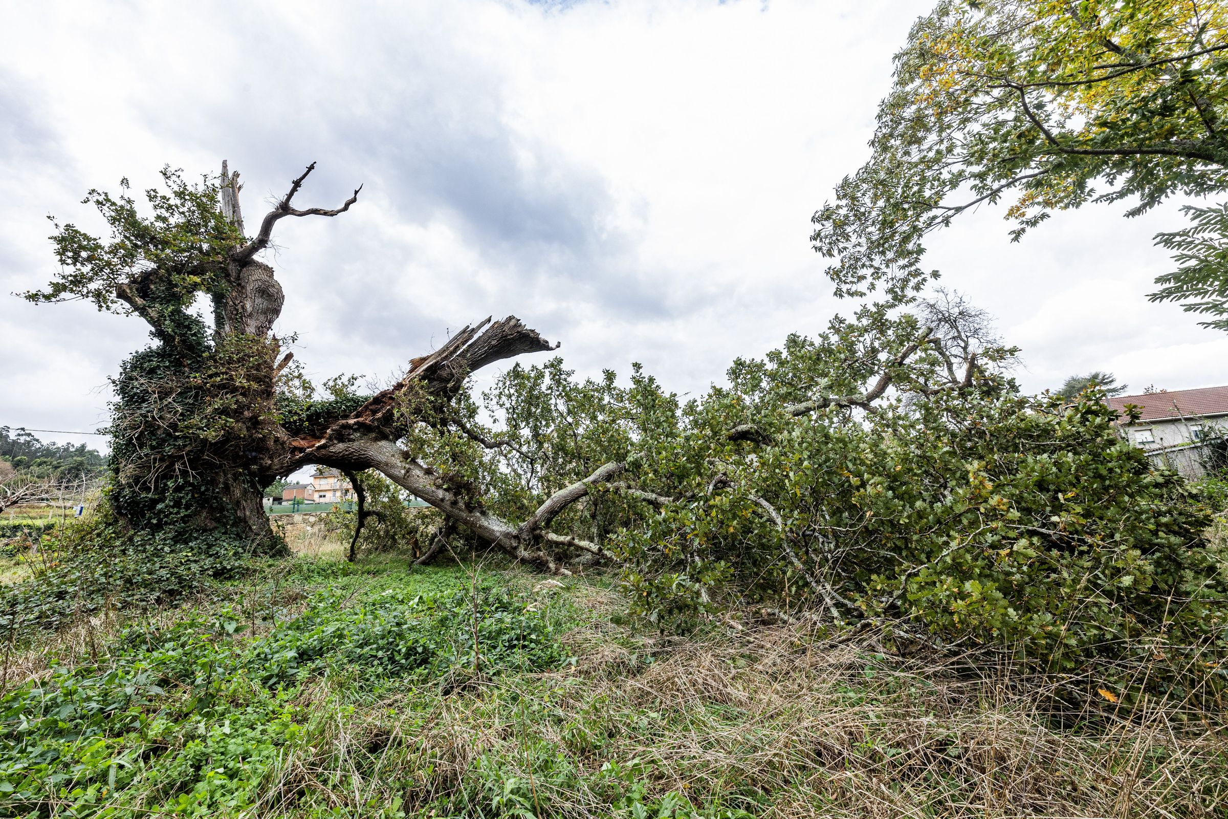 Adeus ao emblemtico carballo de Vilar de Francos, o temporal Bert acabou con l. 24/11/2024