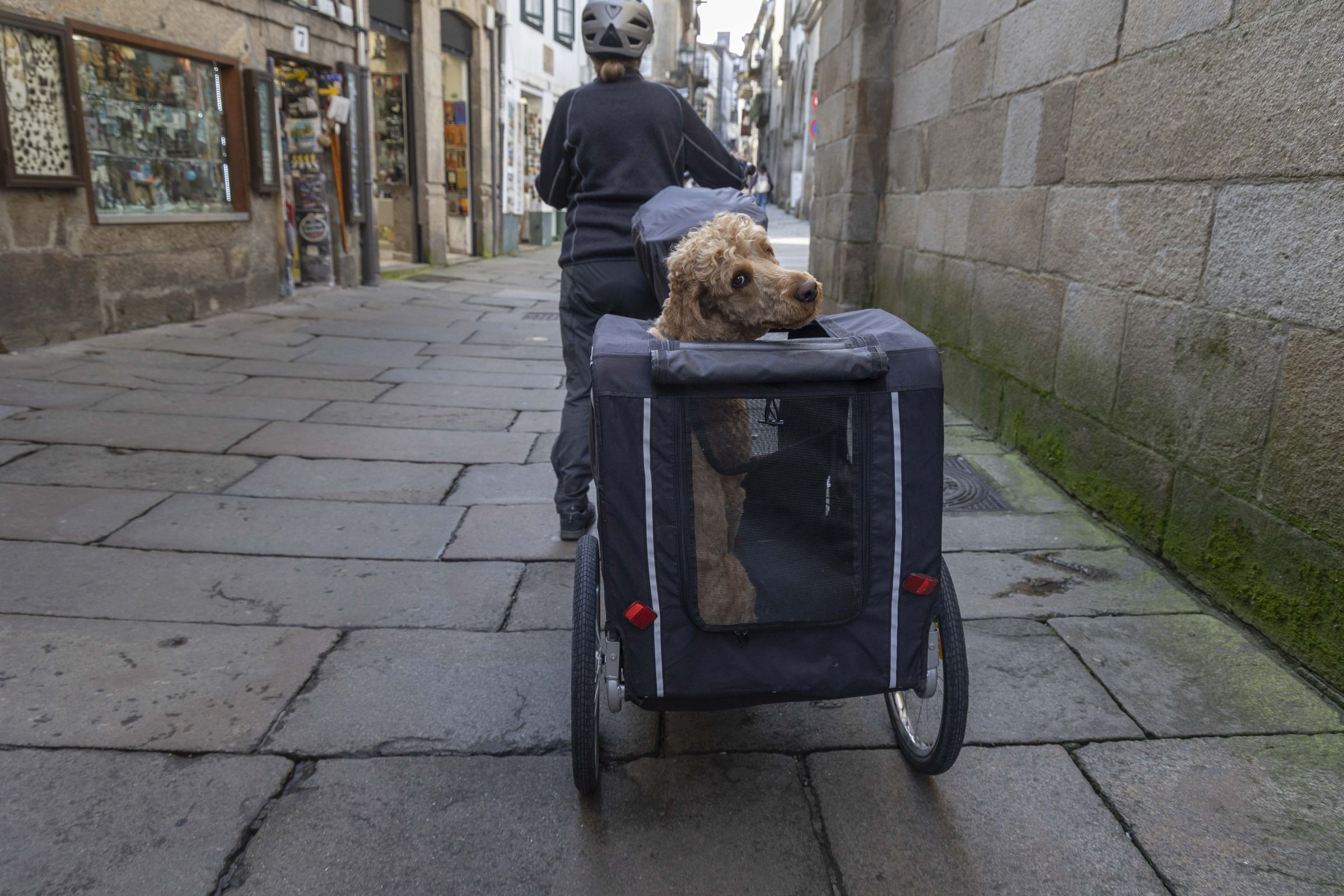 Unha peregrina transporta o seu can nun carrito polo casco hist�rico compostelano. 05/03/2025