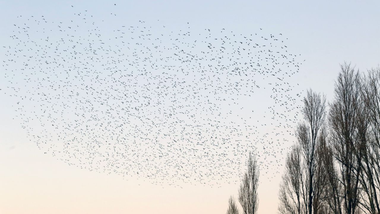 La belleza de los estorninos en el cielo de Cambados