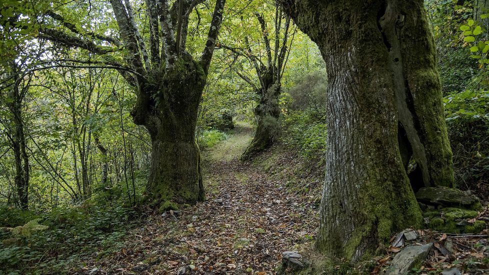 El camino atraviesa un denso bosque de castaños en los alrededores de Leixazós