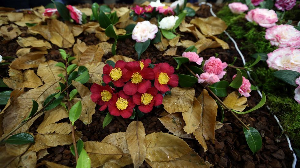 Exposición de la camelia en Boiro