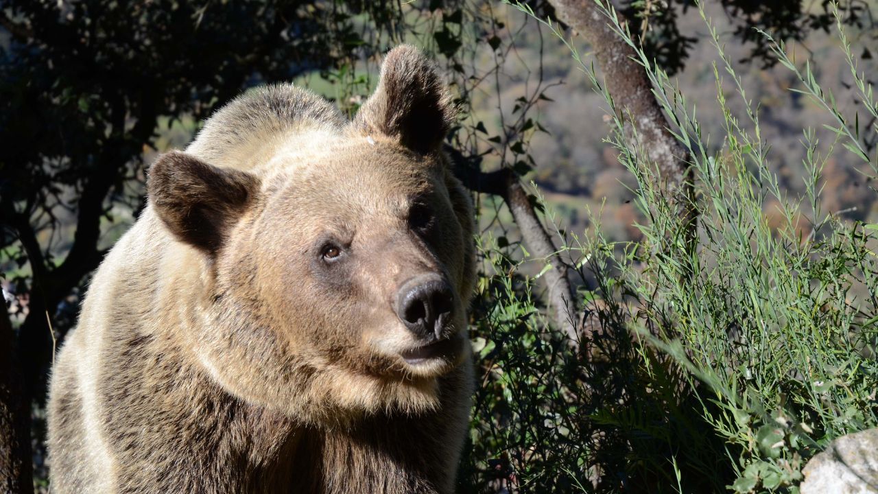 Ejemplar de oso pardo